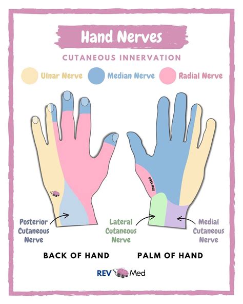 Ulnar Nerve Anatomy Hand