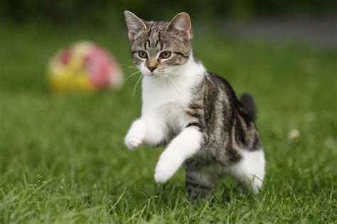 Jumping Cat Wallpapers High Quality Download Free