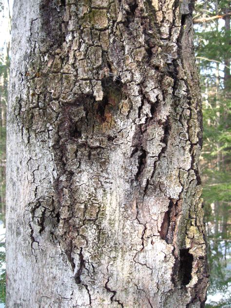 Landscape Beech Bark Disease Umass Center For Agriculture Food And