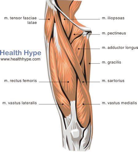 This is the largest of the three compartments of the thigh. Thigh Muscles Diagram, Pictures, List of Actions ...
