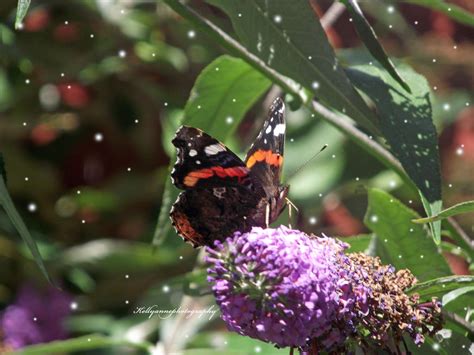 Butterfly Fly Away By Kellyannephoto On Deviantart