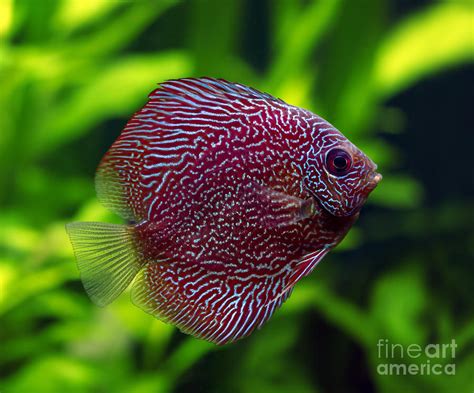 Snakeskin Discus Fish Photograph By Brandon Alms