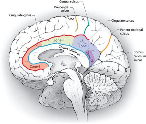 Cingulate Gyrus Anatomy