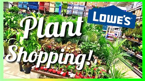 Houseplants 🌿 Lowes Indoor Plant Shopping With Me Green Nursery Plant
