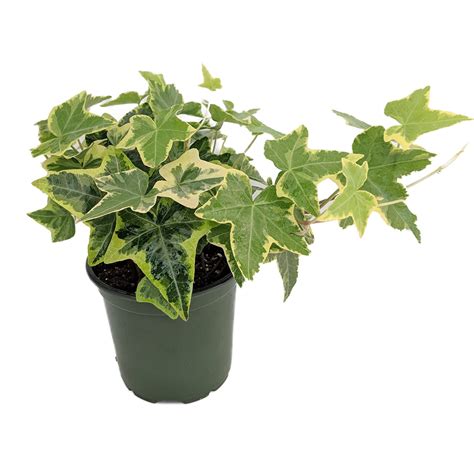 Gold Child English Ivy Hardy Groundcoverhouse Plant Sun Or Shade