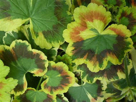 Multi Coloured Geranium Leaves Wow The Crowds At Flower Dome