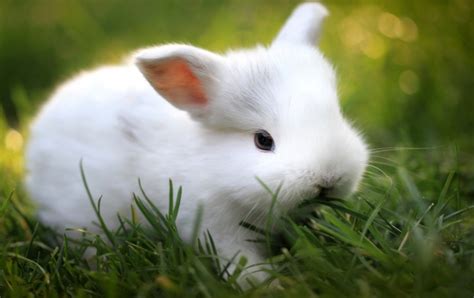 Cute White Baby Rabbit Wallpapers