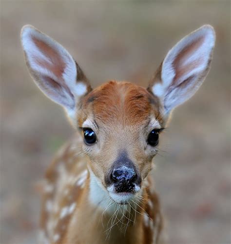 Beautiful Wildlife Baby Face By © Phils Pixels Nature Animals