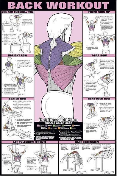 Best Back Workout Chart For Men And Women And Ultimate Back Muscle