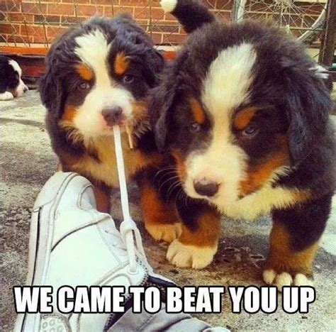 15 Funny Bernese Mountain Dog Memes That Will Make You Laugh Petpress