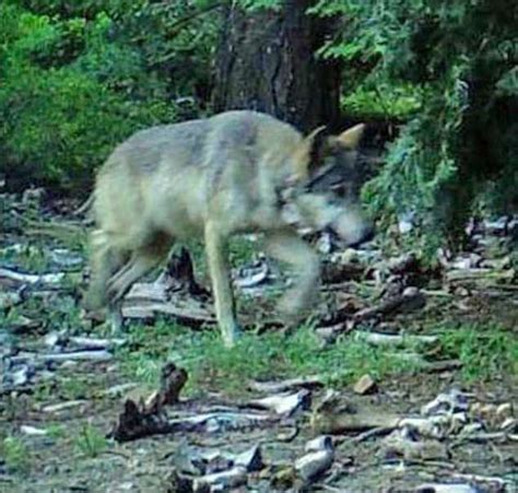 Endangered Gray Wolf Who Walked More Than 8000 Miles Through 3 States