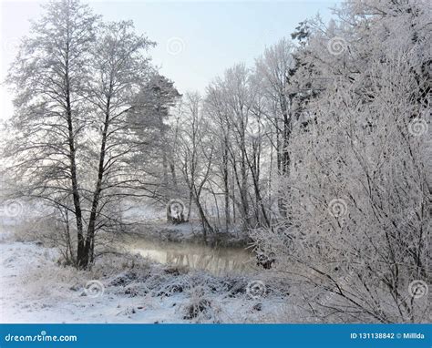 Beautiful Snowy Trees And River In Winter Lithuania Stock Photo