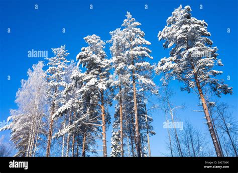 Pine Trees Covered With Snow Under Blue Sky At Sunny Day Winter Forest