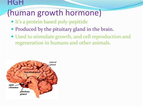 Ppt Human Growth Hormone Powerpoint Presentation Free Download Id