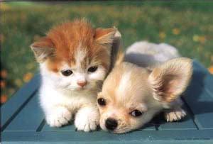 Kitten vs puppy wallpapers new tab is custom newtab with kittens & puppies backgrounds. terminology - Is the term "baby kitten" / "baby puppy" superfluous? - English Language & Usage ...