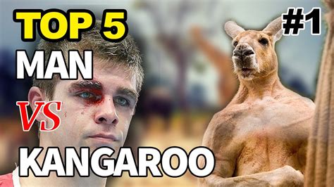 Kangaroo Fights Man Kangaroo Vs Human Kangaroo Fight Kangaru Win Big Sports