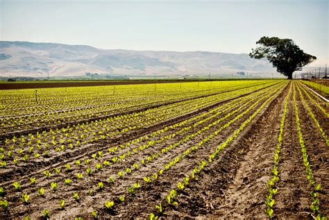 Agriculture Real Estate Why Investors Should Consider Farmland