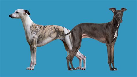 Italian Greyhound Size Comparison