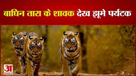Bandhavgarh Tiger Reserve सफर म बघन तर क शवक दख झम परयटक