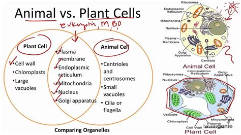 For example, animal cells do not have a cell wall or chloroplasts but plant cells do. 1ESO Review (Animal-like cells and plant-like cells ...