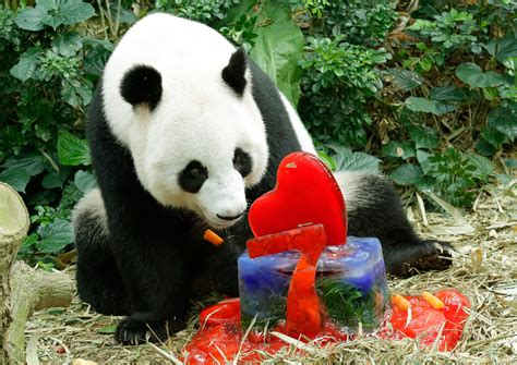 Potentially Pregnant Panda Jia Jia Celebrates 7th Birthday In Singapore