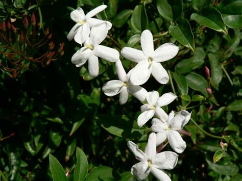 Growing Jasmine Has Never Been Easier Properly Rooted