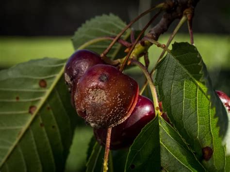 10 Common Cherry Tree Diseases Minneopa Orchards
