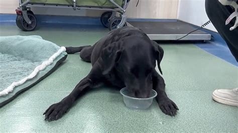 Dog Abandoned With Total Paralysis Is Finally On His Feet After 60 Days