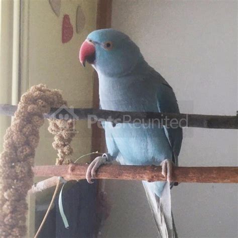 lost parrot blue parakeet parrot called haider brownhills area west midlands