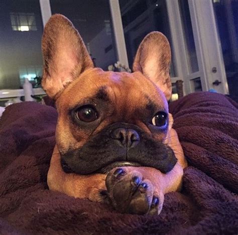 These dogs spread the good vibes wherever they go. 10+ Favorite Dog Breeds After French Bulldog - The Paws