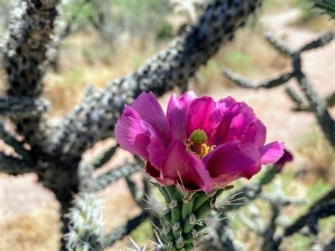 See Gorgeous Cactus Flowers In Arizona By Visiting These Places