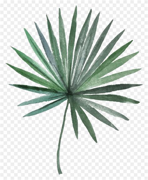 Arecaceae Leaf Photography Green Needle Plant Arecales Illustration