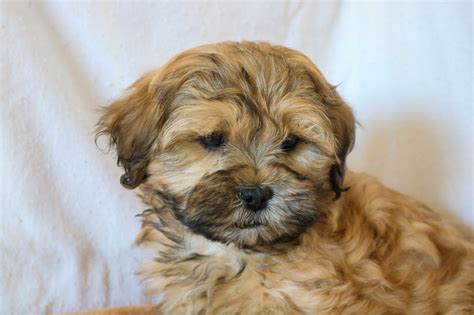 A video of a brother and sister dog reuniting after being separated at a shelter has warmed tiktok's hearts. Shih Poo Male Puppy For Sale, March 17th 2018 | Paradise Puppies