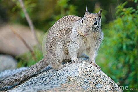 American Grey Squirrel At Yosemite National Park Stock Image Image Of