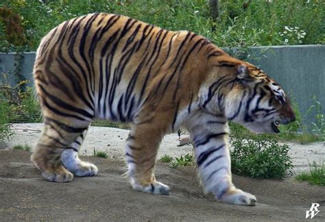 The Great Tiger Bear As Requested Oc Hybridanimals