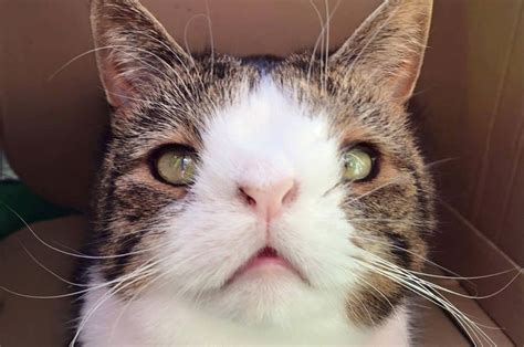 Gato Pode Ter Sindrome De Down