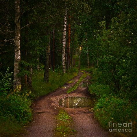 Path Through The Woods On A Summer Night Photograph By