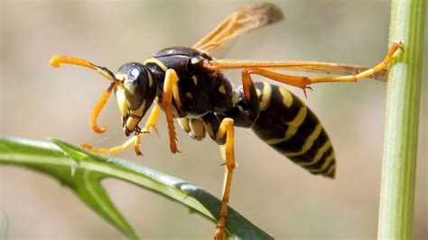 How To Get Rid Of Cicada Killer Wasps Naturally Ant Pest Control