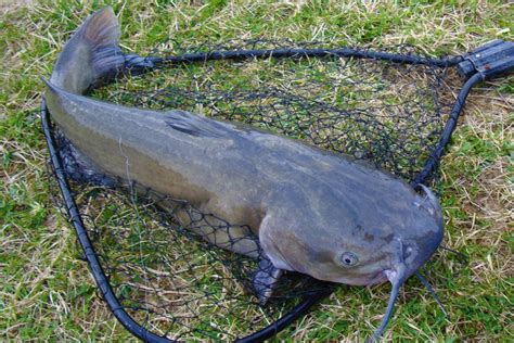 State Record Channel Catfish For All 50 States • Fishing Duo