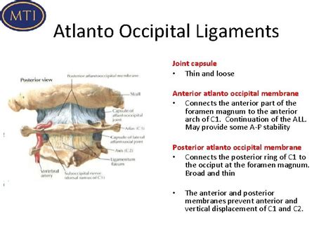 Advanced Cervical Spine Anatomy And Biomechanics Atlanto Occipital