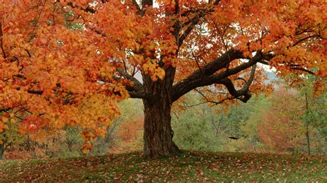 73 Autumn Tree Wallpaper