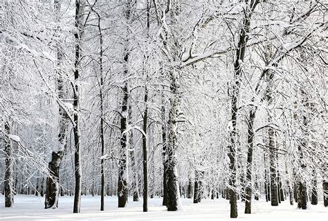 Abphoto Polyester Winter Backdrop Photography Snow Backdrop Scene Woods