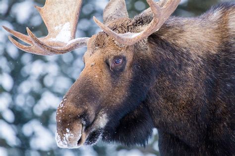 Bull Moose Print Canadian Wildlife Photography Local Alberta Etsy