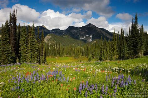 Alpine Meadow Revelstoke National Park Canada Living Wilderness