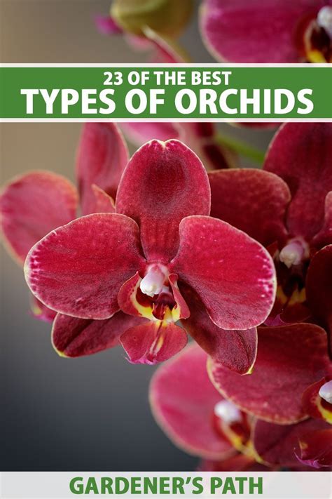Orchid Plant Care Orchid Plants Indoor Orchids Types Of Orchids