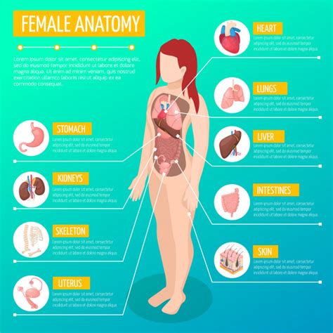 These changes are not only there to make women's lives miserable, they also have a crucial function in the. Woman anatomy infographic layout with location and definitions of internal organs in female body ...