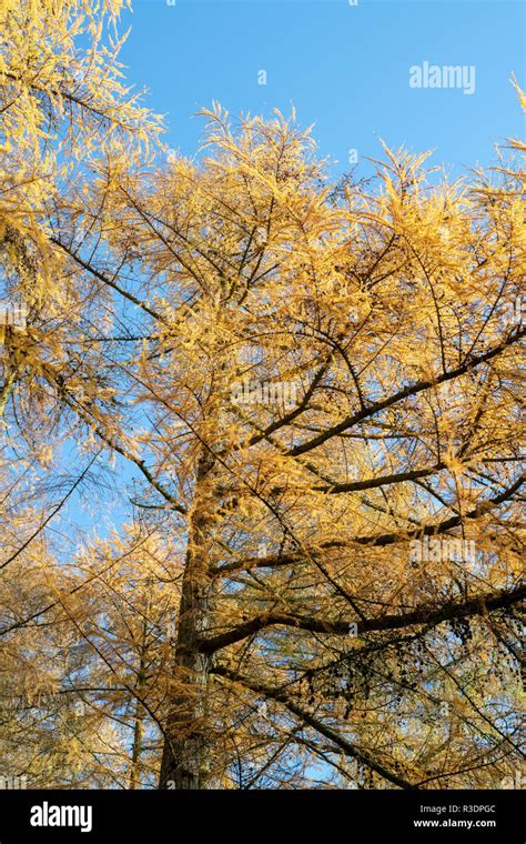 Larix Decidua European Larch Trees In Autumn Stock Photo Alamy