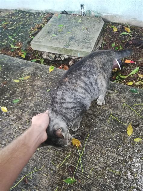 If your cat comes home and will not lift his tail or it seems bent or broken. Reddit meet "Meaw Meaw", this stray cat with half a tail ...