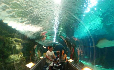 Exhibits showcase seabirds, marine mammals, fishes,. City Adventure Guide: Under water Aquarium in Bloomington