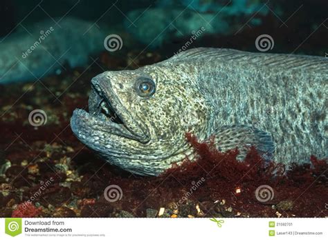 The Wolf Fish Stock Image Image Of Bright Alien Seawolf 21592701